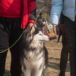 Kathmandu Dog Show Every Dog Has His Day